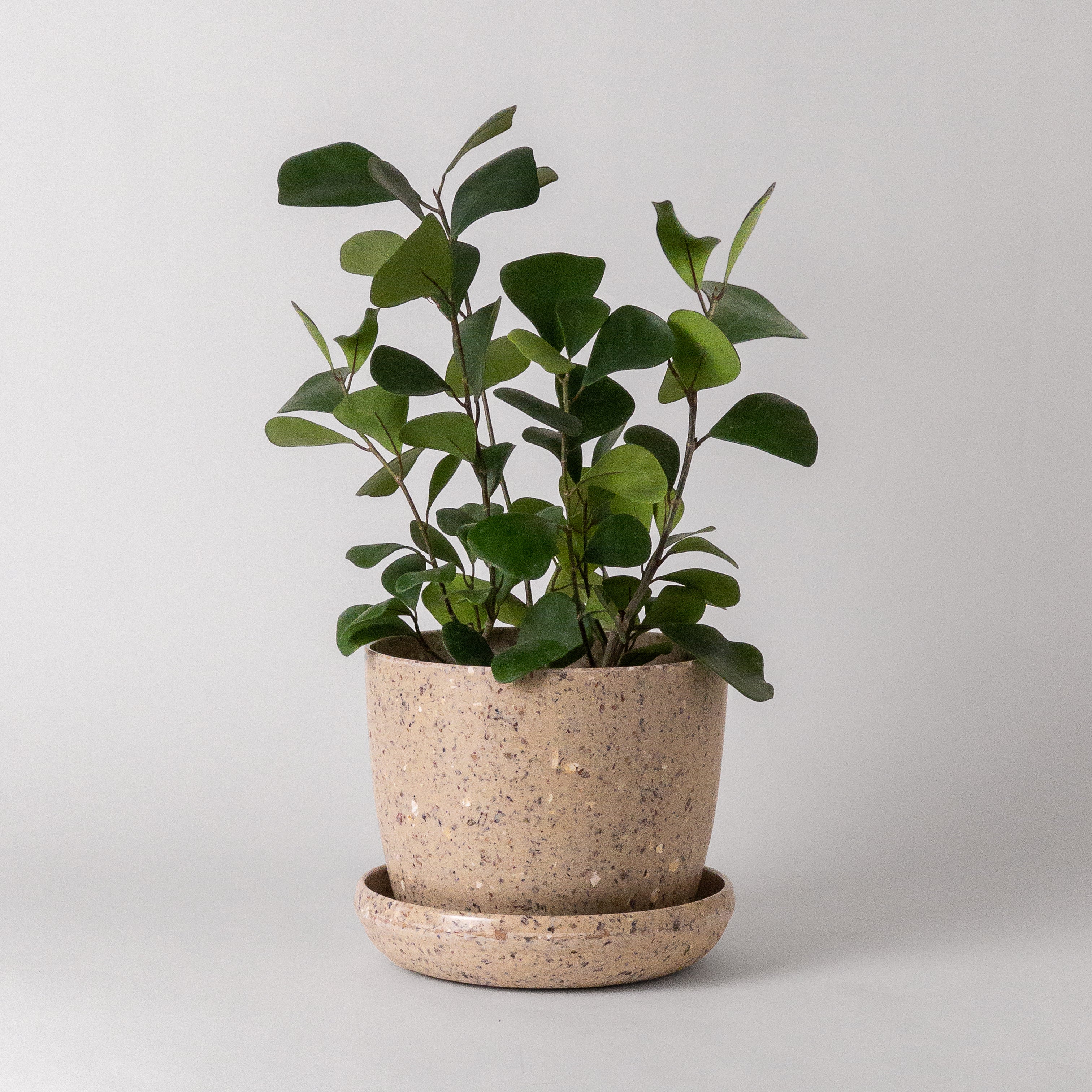 7" Coffee Bean Planter