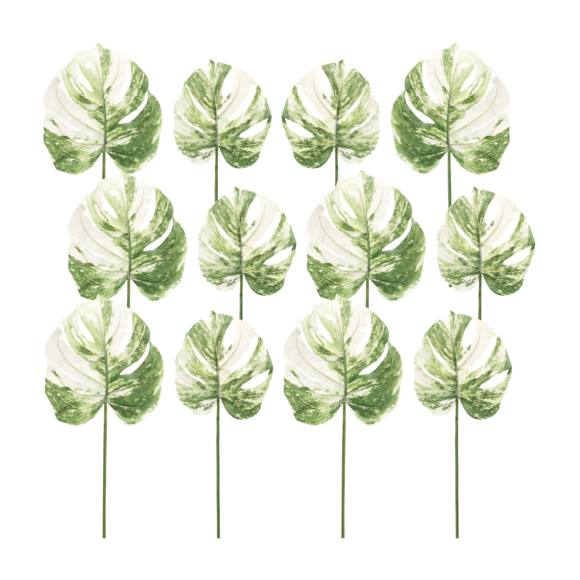 Light Varigated Philo Leaf Stem (Set of 12)