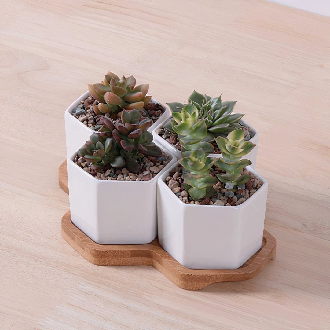 Beehive White Ceramic Succulent Planter