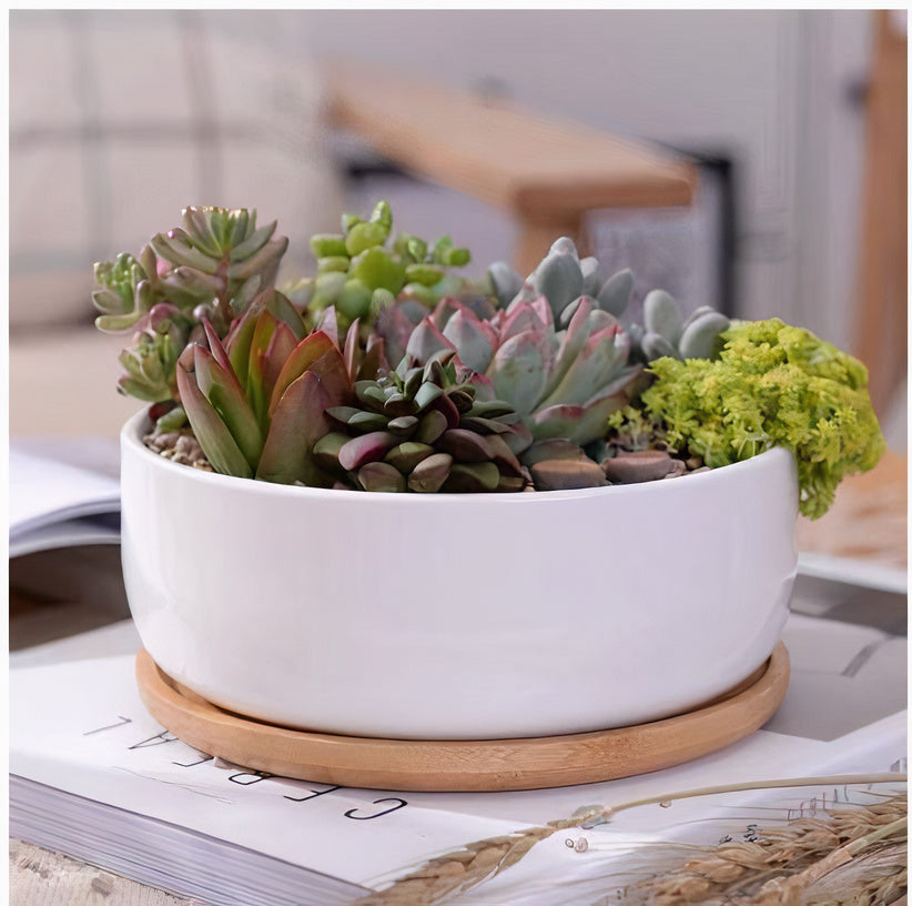 Succulent 6in White Ceramic Round Planter